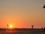 Africa 004 : Africa, Botswana, Grassland, Landscape, Makgadikgadi, Nature, Palm Trees, Sunrise, Trees